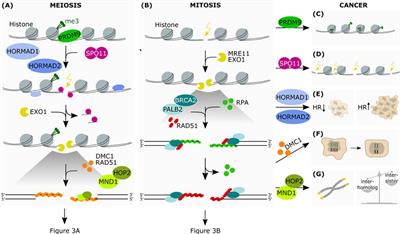 Meiotic Genes and DNA Double Strand Break Repair in Cancer